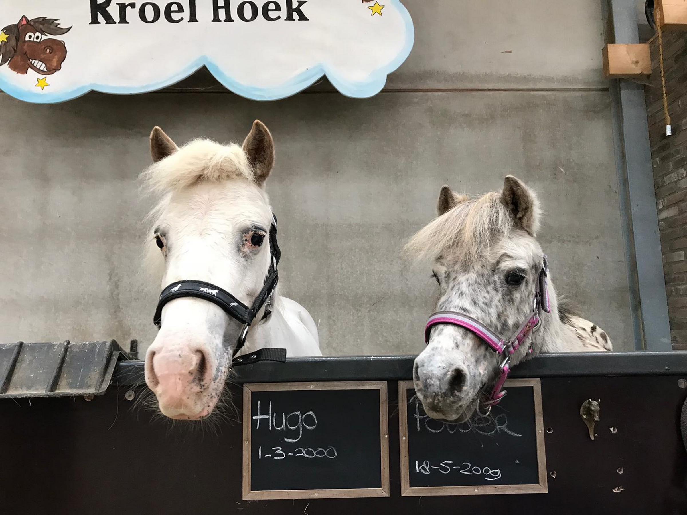 Geurloos Reis Discriminatie Paard en Pony Plezier - Bezoek Hilvarenbeek